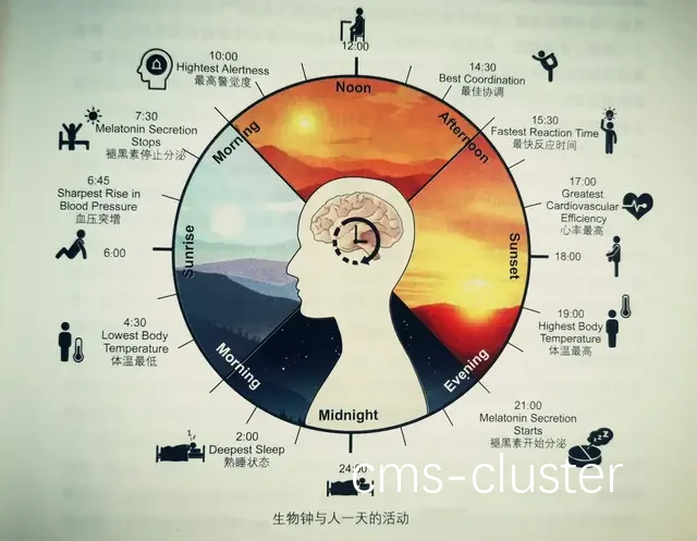 生物钟与训练时间